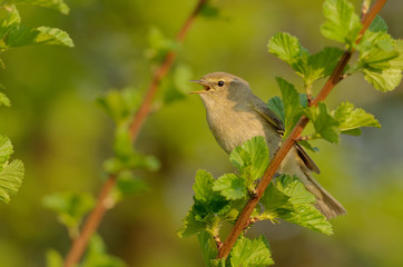 The common chiffchaff, or simply the chiffchaff, (Phylloscopus collybita) is a common and widespread leaf warbler which breeds in open woodlands. Singing spring bird