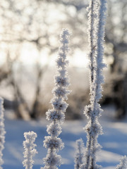 Obraz premium Frozen flowers in the snow. Cold snap, weather change.