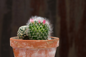 A shot of blooming cactus in a ceramic pot on a dark brown textural background.