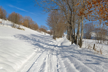 path covered with snow borded by trees in mountain 