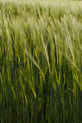 View of a cultivated barley field during the months of spring.