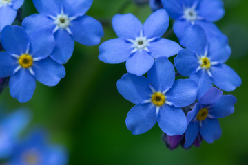 spring background forget-me-not flowers