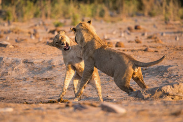 Fototapeta na wymiar Two sibling lions playing at savuti
