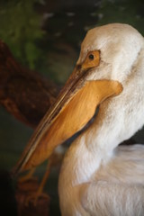  pelican