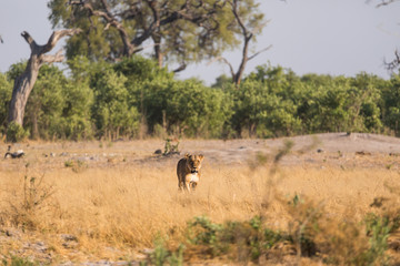 Naklejka na ściany i meble A single lioness standing in the grass of Savuti