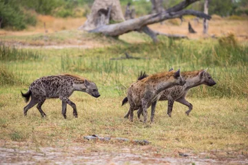 Crédence de cuisine en verre imprimé Hyène Un trio d& 39 hyènes dans la réserve de Moremi au Botswana