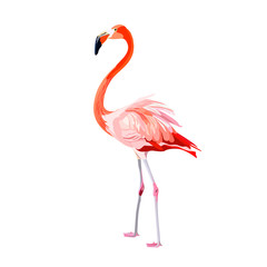 Pink flamingo illustration isolated on white background