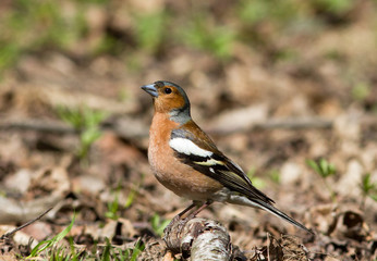 Common chaffinch on the ground 