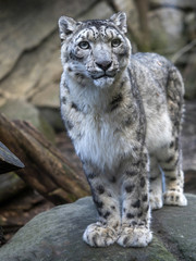 Portrait of Adult Female Snow leopard, Uncia uncia,