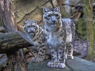 Female Snow leopard, Uncia ounce, with subadult chick