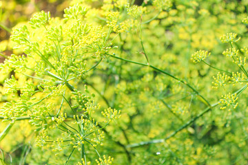 dill in the garden