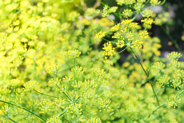 Obraz premium dill in the garden