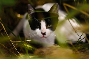 Naklejka na ściany i meble Black and white street stray kitten sits in the green grass.