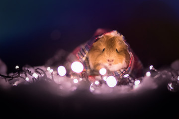 Naklejka premium The guinea pig between the garlands and the snow poses