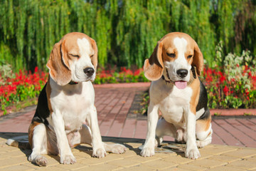 beagle on a walk in the park