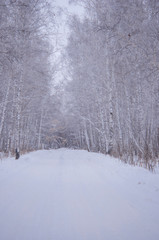 winter walk through the beautiful birch grove