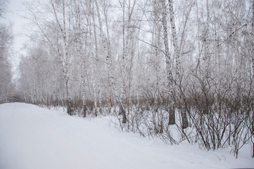 winter walk through the beautiful birch grove