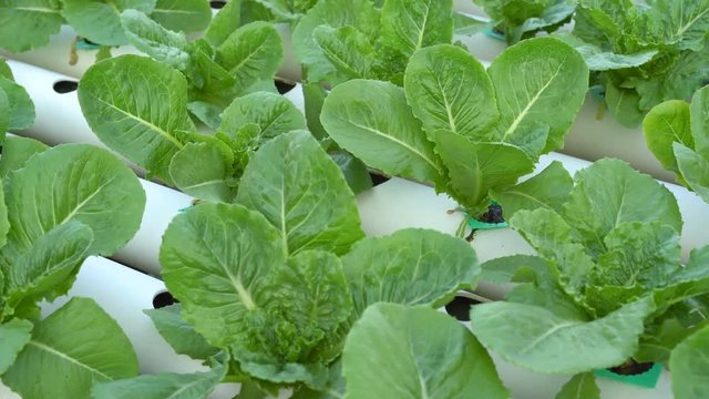 panning shot of Cos Romaine Lettuce hydroponic farming