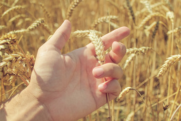 Man holding wheat in field, closeup