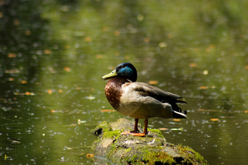 Mallard duck on the pond