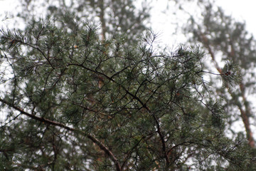 Beautiful winter view of pine branch details.