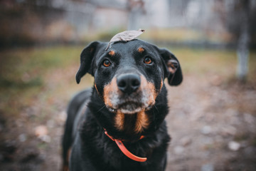 black dog with a leaf on the head