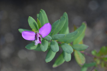 Myrtle-leaf milkwort