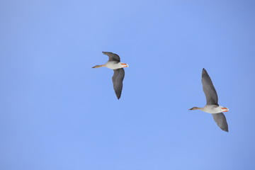 オオヒシクイ　Taiga bean goose	