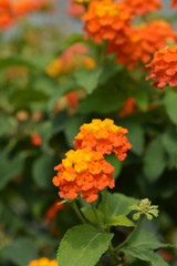 Shrub verbena flower