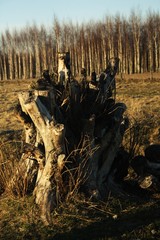 pień drzewa © Cyna0617