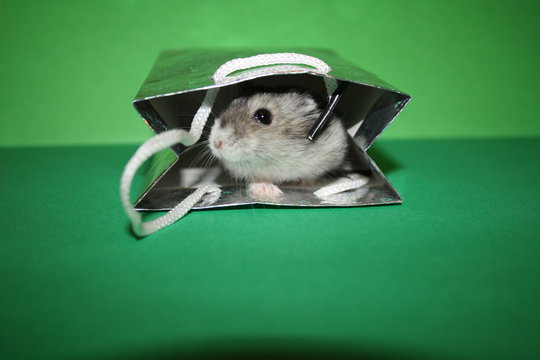 chomiczek