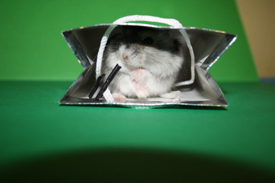 hamster
