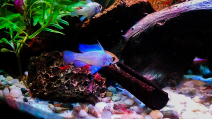 ramireza electric blue