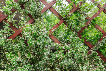 Euonymus fortunei Silver queen. Leaves on a wooden fence