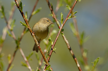 The common chiffchaff, or simply the chiffchaff, (Phylloscopus collybita) is a common and widespread leaf warbler which breeds in open woodlands. Singing spring bird