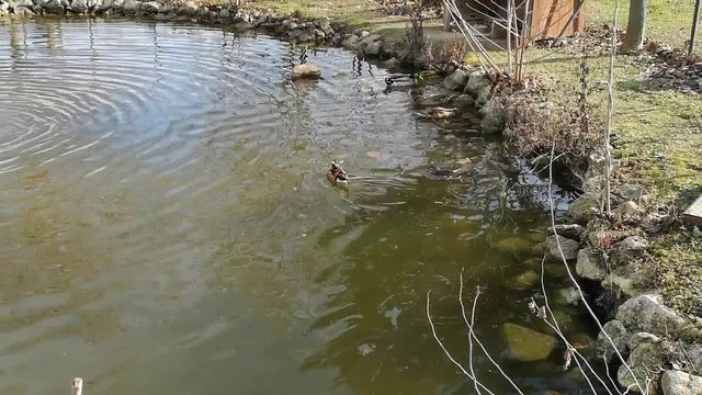 stano invernale con papere in acqua