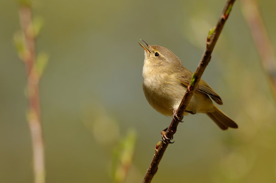 The common chiffchaff, or simply the chiffchaff, (Phylloscopus collybita) is a common and widespread leaf warbler which breeds in open woodlands. Singing spring bird