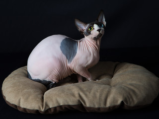 Chat nu
