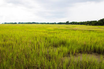 Obraz na płótnie Canvas salt marsh at Shem Creek in Mount Pleasant South Carolina
