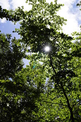 Fototapeta premium tree in the sky