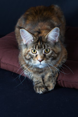 chat, animal, chaton, felidae, animal de compagnie, joli, domestique, fourrure, yeux, animal de...