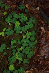 green leaf background