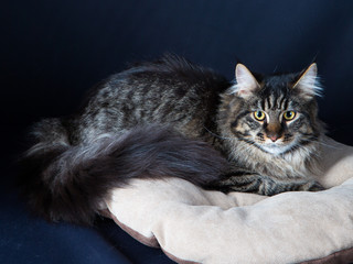 chat, animal, chaton, felidae, animal de compagnie, joli, domestique, fourrure, yeux, animal de...