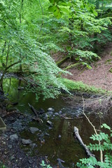 stream in the forest