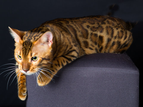 48 Best Adora Images Stock Photos Vectors Adobe Stock