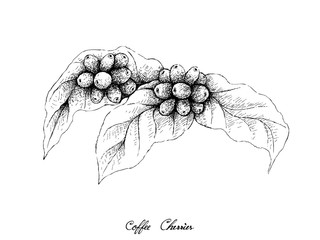 Illustration Hand Drawn Sketch of Ripe Coffee Beans on Leaves and The Branch Isolated on A White Background.