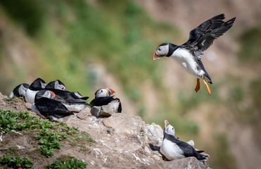 Puffin Landing