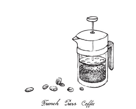 Illustration Hand Drawn Sketch of Coffee Beans with French Press Pot or Cafetiere a Piston, A French Traditional Coffee Maker.