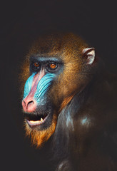 portrait of a primate