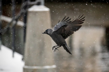 flying jackdaw crow in heavy snowfall